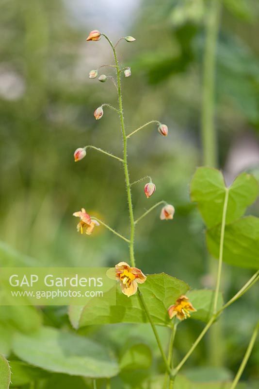 Epimedium x warleyense 'Orangekonigin' syn 'Orange Queen'