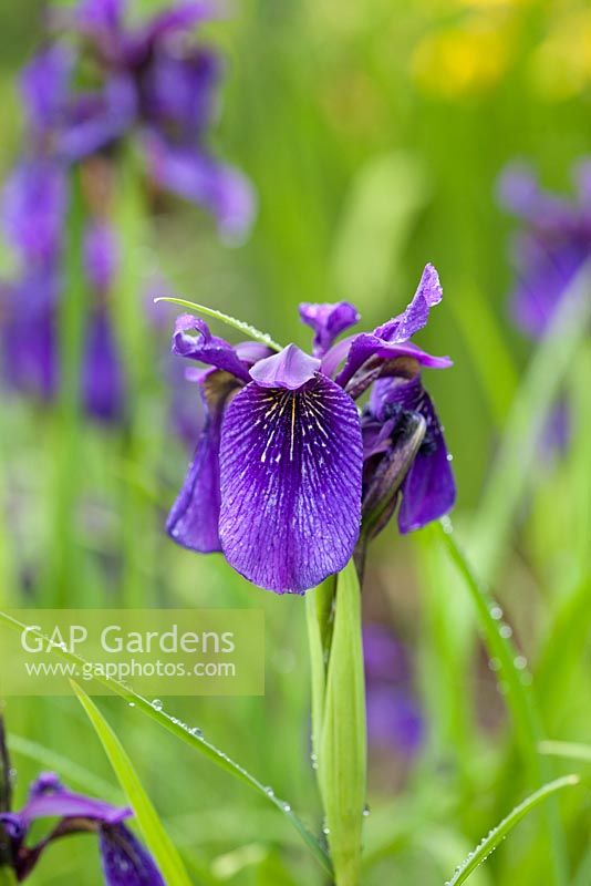 Iris chrysographes 'Inschriac Form'