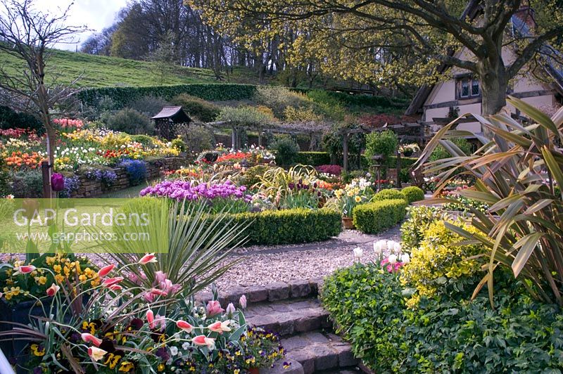 Jardin de printemps avec Viola tricolor, Tulipa, Narcissus, Phormium et haie basse