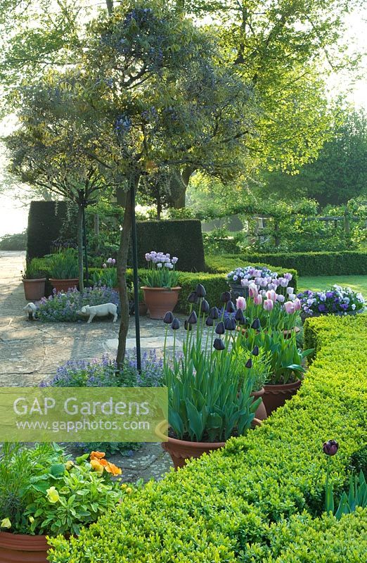 Haie Buxus avec patio en yorkstone, Taxus topiaire, Tulipa pourpre et rose et Glycine cultivée en standard