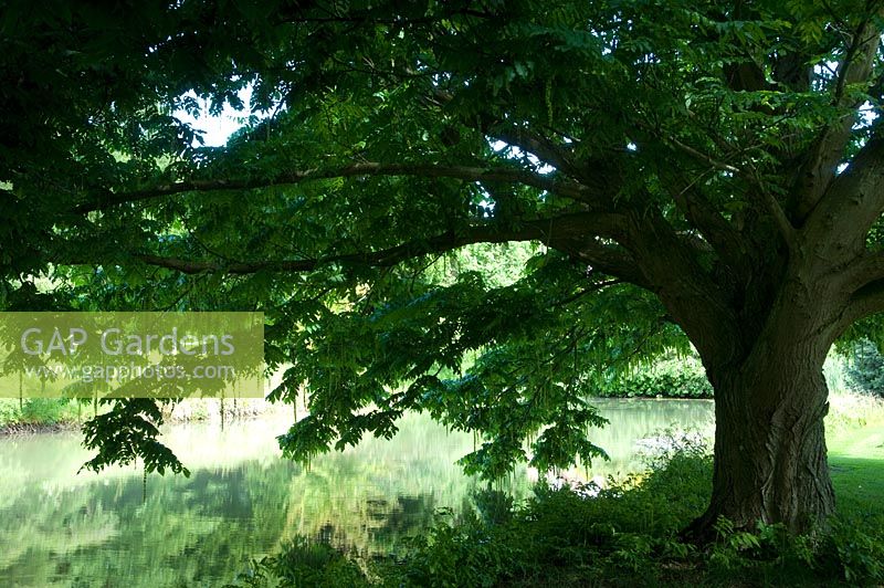 Pterocarya arbre à côté de l'étang