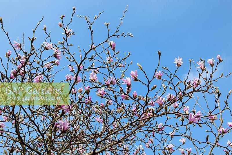 Magnolia x loebneri 'Leonard Messel' contre un ciel bleu
