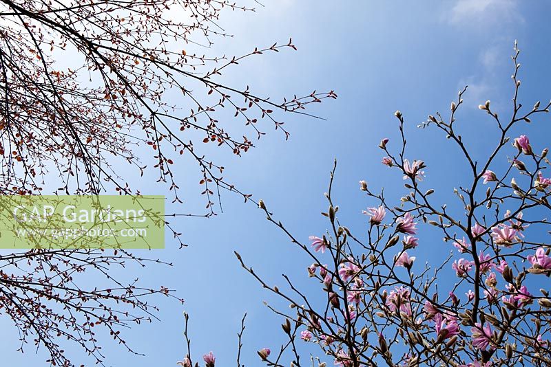 Magnolia x loebneri 'Leonard Messel' et le feuillage naissant de Cercidiphyllum japonicum contre un ciel bleu