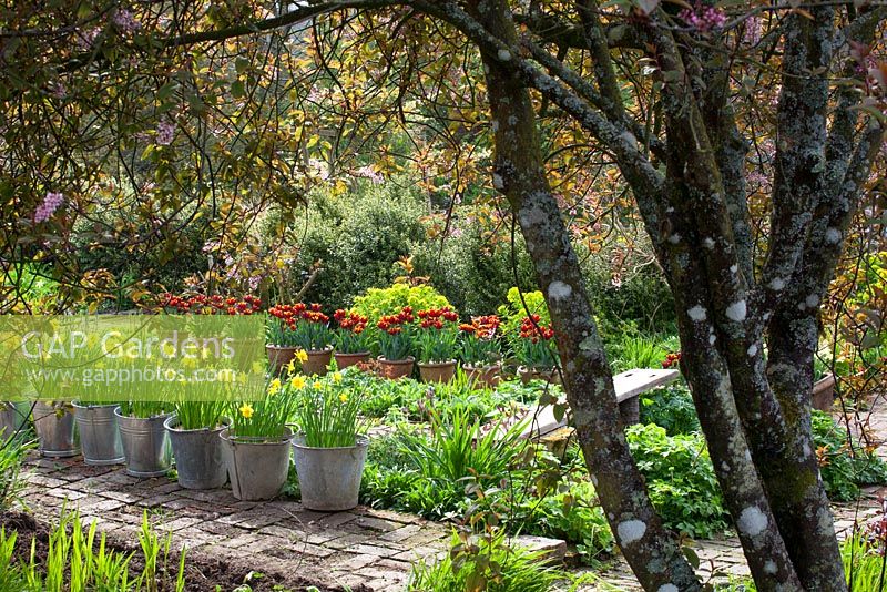 Narcissus jonquilla 'Flore Pleno' dans des seaux galvanisés et Tulipa 'Abu Hassan' dans des pots en terre cuite qui tapissent les chemins de briques à Glebe Cottage au printemps