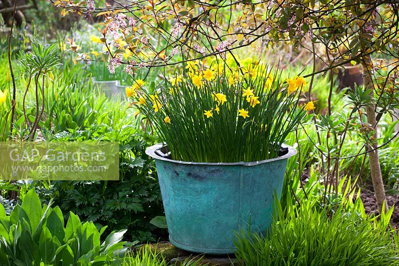 Narcissus jonquilla 'Flore Pleno' dans un grand pot au Glebe Cottage au printemps. Aussi connu sous le nom de Narcissus x odorus Plenus