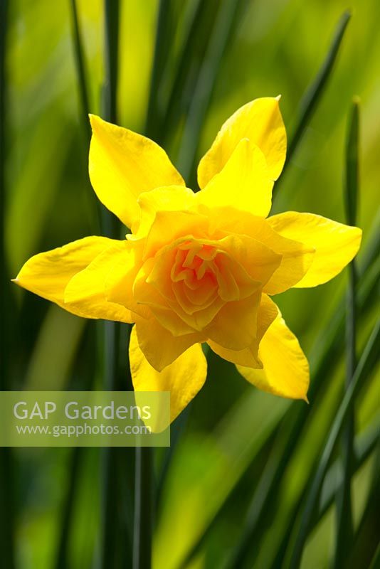 Narcissus jonquilla 'Flore Pleno' syn Narcissus x odorus Plenus