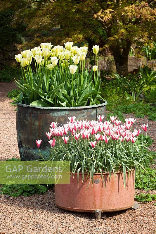 Pots à Glebe Cottage. Tulipa 'Spring Green' et Tulipa clusiana