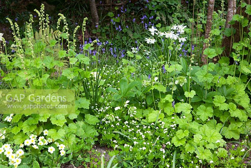 Tellima grandiflora, Galium odoratum et Primula vulgaris dans le jardin boisé de Glebe Cottage