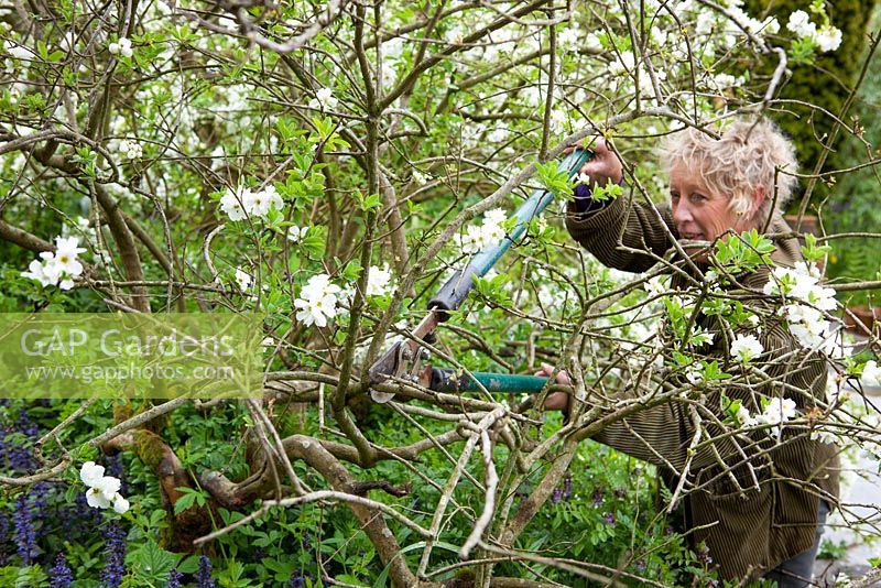Carol coupe des branches mortes d'Exochorda x macrantha 'The Bride' avec des loppers