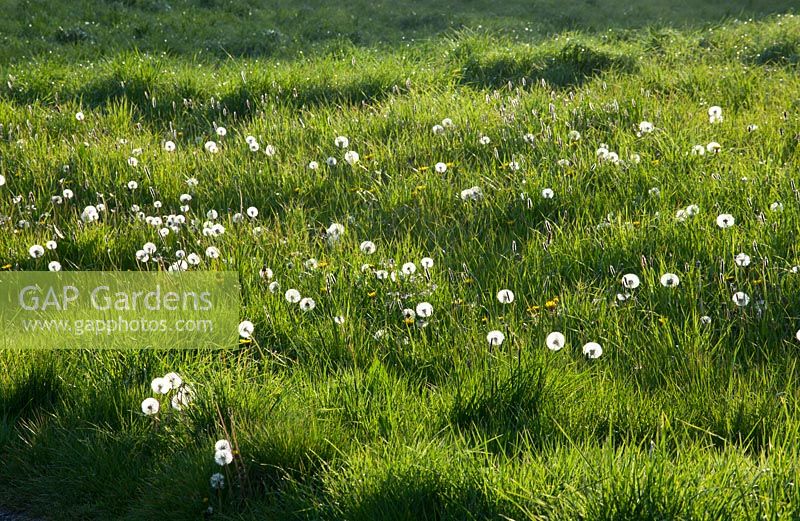 Taraxacum officinale - Graines de pissenlit rétro-éclairées poussant dans le champ. Horloge de fée.