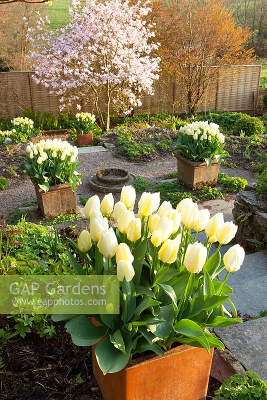 Tulipa 'Purissima' en pots carrés en terre cuite tapissant les marches avec Magnolia x loebneri 'Leonard Messel' au loin