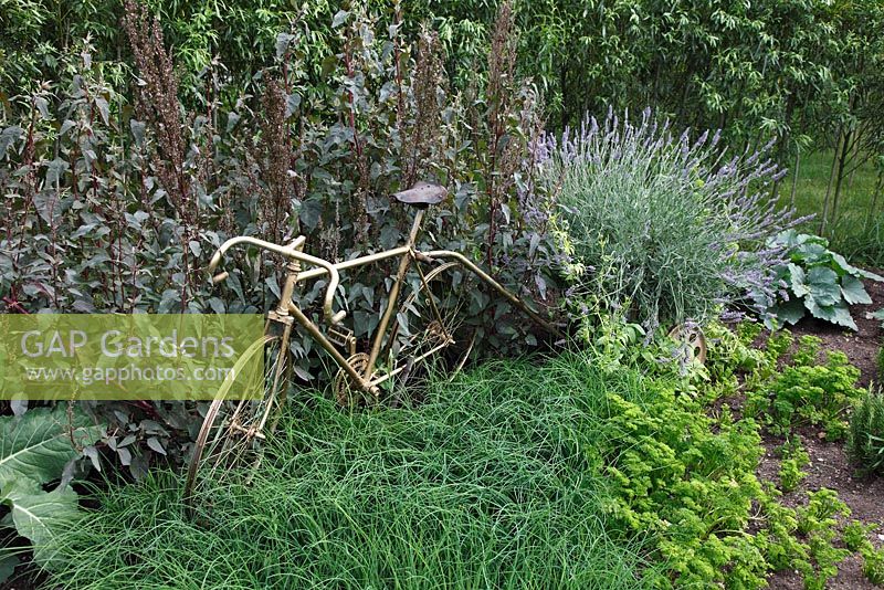 Vélo rustique et recyclé avec remorque dans un potager entouré d'Atriplex hortensis, de ciboulette, de persil et de lavandula