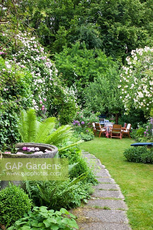 Jardin étroit avec des cascades fleuries de rosiers grimpants à côté d'un chemin de jardin, un bassin d'eau et des meubles de jardin sur une pelouse. Rosa 'Constance Spry', 'Lykkefund' et 'Venusta Pendula'