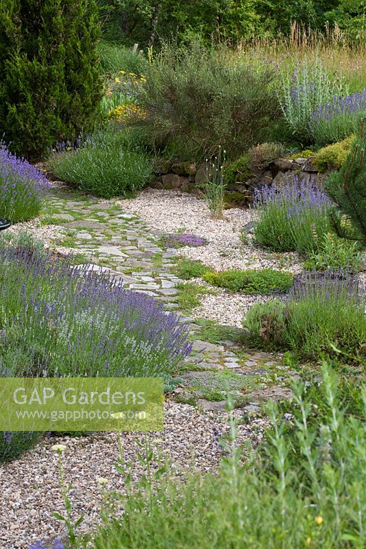 Jardin de gravier avec chemin pavé de granit et plantation d'inspiration méditerranéenne avec Lavandula et Thymus