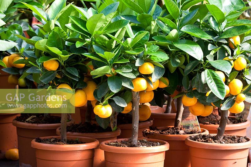 Citrus madurensis 'Calamondin' - Mandarines en pots