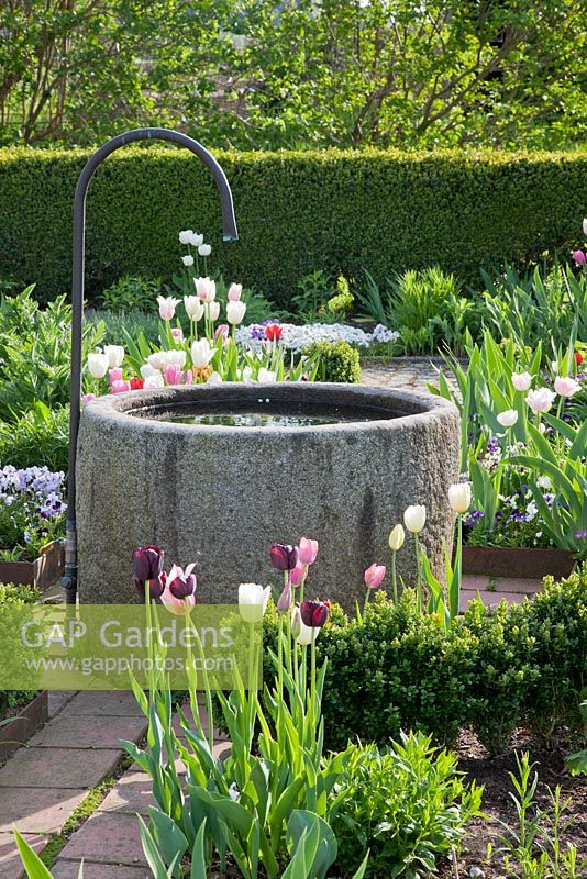 Un bassin d'eau rond en granit avec tuyau en métal dans un jardin de printemps conçu formellement. Haie Taxus, Buxus et Tulipa