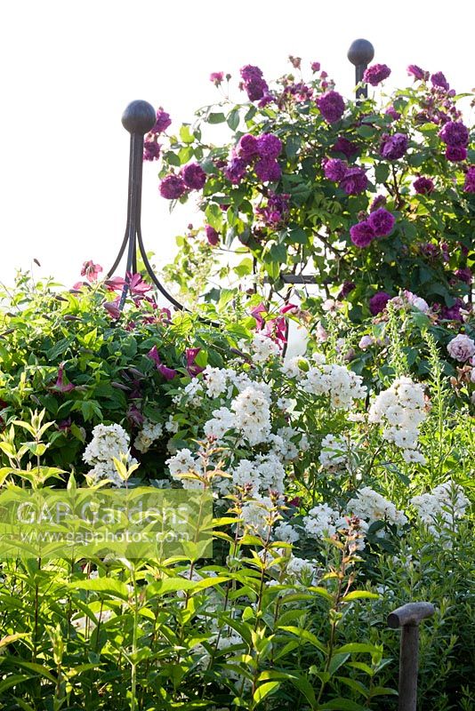 Roses et clématites grimpant sur un support végétal en métal, Rosa 'Erinnerung an Brod' et 'Guirlande d ' Amour', Clematis viticella 'Madame Julia Corevon'