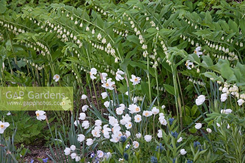 Amsonia tabernaemontana, anémone sylvestris, narcissus poeticus polygonatum 'weihenstephan'