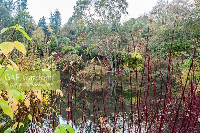 Plantation au bord du lac entrevue à travers des tiges de cornus rouges, avec Eucalyptus pauciflora subsp. niphophila. Le jardin Dingle, Welshpool, Powys, Pays de Galles