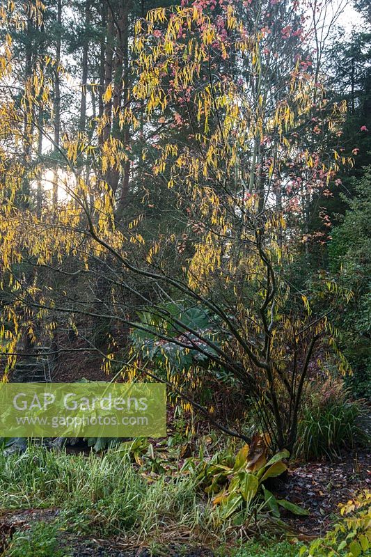 Salix acutifolia 'Pendulifolia '. The Dingle Garden, Welshpool, Powys, Pays de Galles