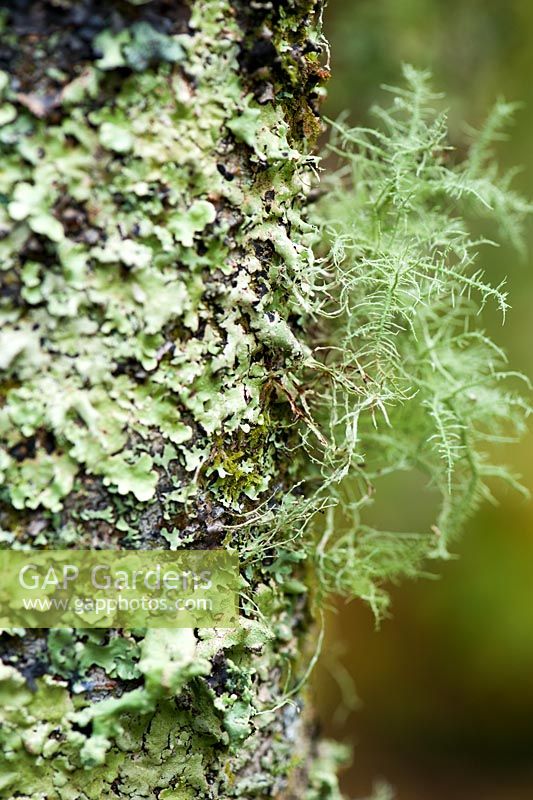 Arbre incrusté de lichens