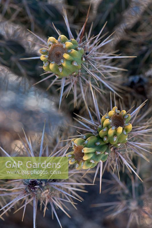 Cylindropuntia fulgida - Cholla Cactus fruit