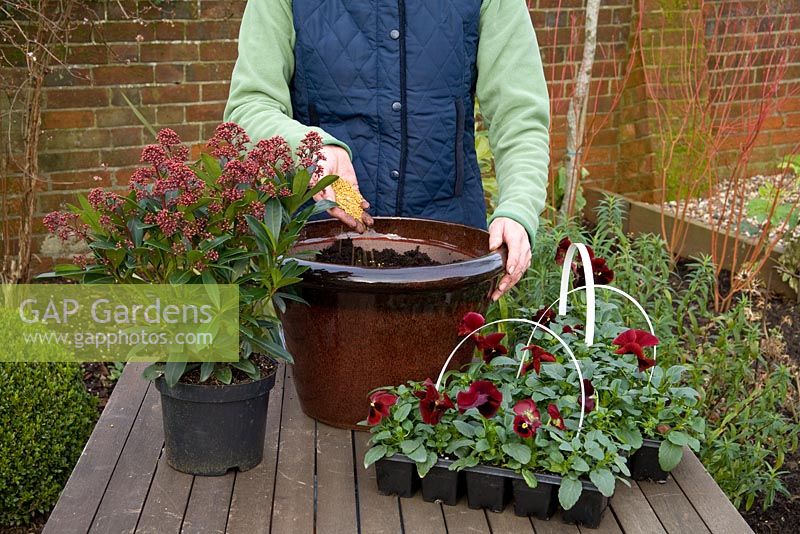 Pas à pas. Ajout d'engrais. Planter un pot d'hiver avec Viola 'Panola Red' et Skimmia japonica 'Rubella'