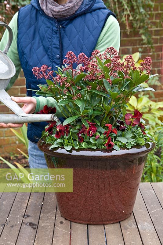 Pas à pas. Arrosoir. Planter un pot d'hiver avec Viola 'Panola Red' et Skimmia japonica 'Rubella '