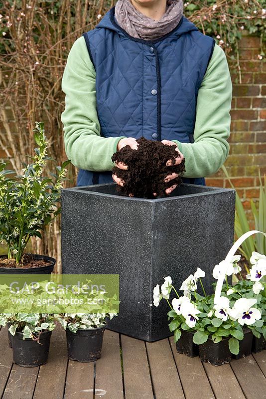 Ajouter de la terre pour la plantation - Pot d'hiver pas à pas avec Viola panola 'White', Sarcococca - Boîte de Noël et Hedera - Ivy