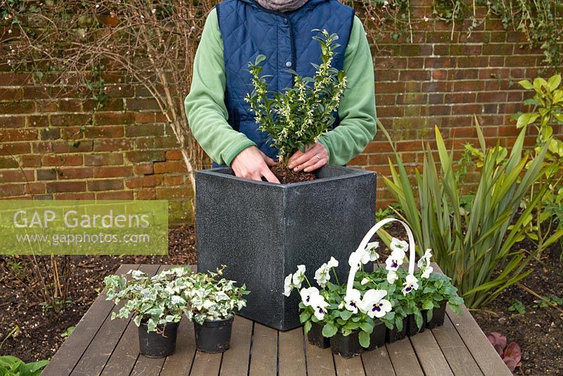 Plantation - Pot d'hiver pas à pas avec Viola panola 'Blanc', Sarcococca - Boîte de Noël et Hedera - Ivy
