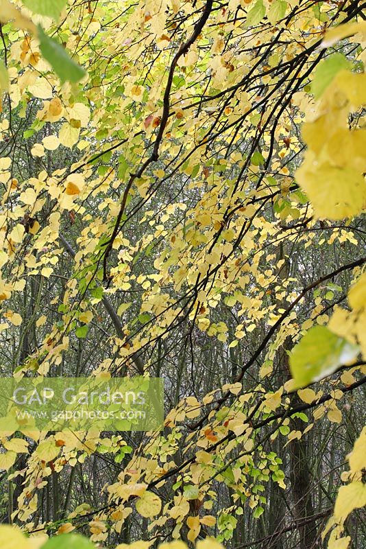 Tilia cordata - Tilleuls en automne