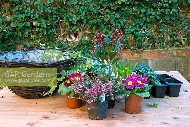 Planter un panier de fleurs d'hiver - Heather, Polyanthus, Muscari, Skimmia Cyclamen et ivy