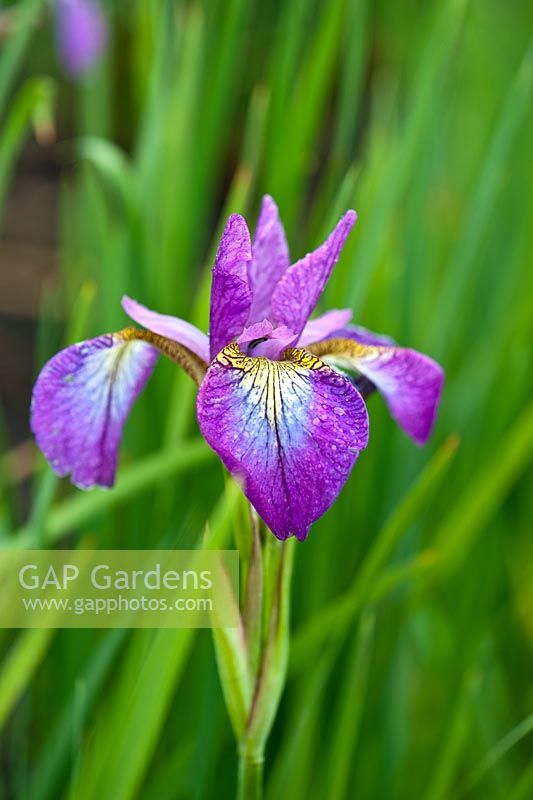 Iris sibirica 'Rose pétillante'