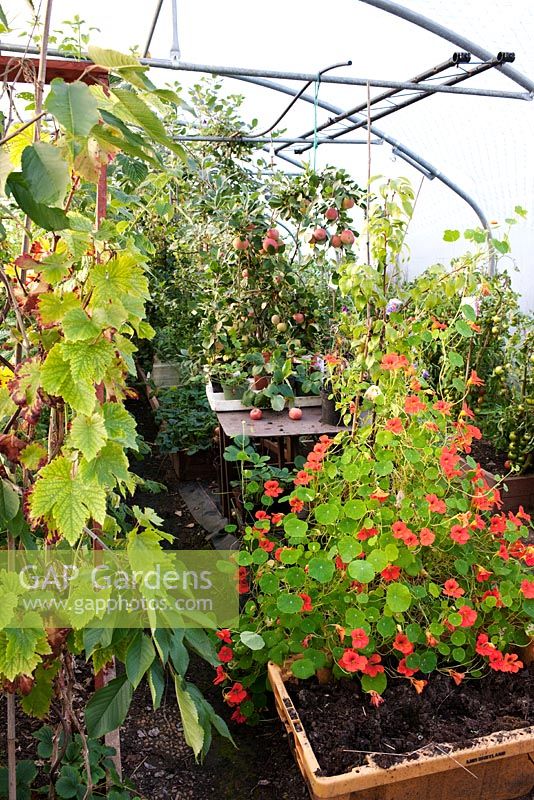 Polytunnel rempli de plantes de fabrication artisanale, notamment des pommes, des capucines, une vigne, des tomates et des fraises
