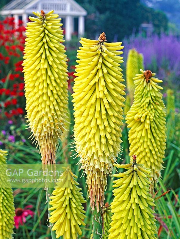 Kniphofia 'Percy's Pride' - Red hot poker, Torch flower
