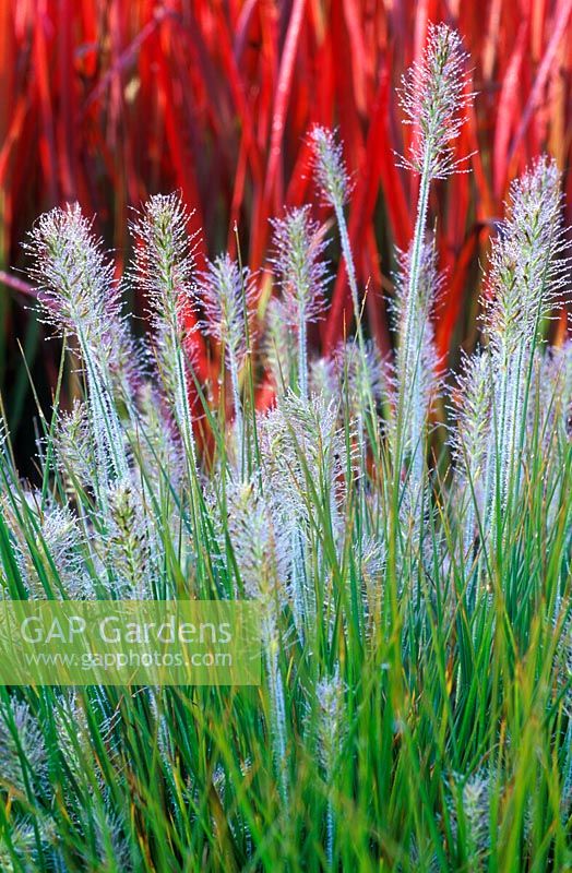 Pennisetum alopecuroides 'Little Bunny' - Herbe de fontaine chinoise