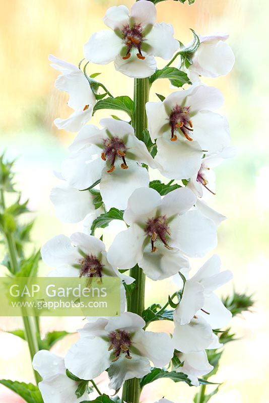 Verbascum blattaria 'White Blush' - Molène