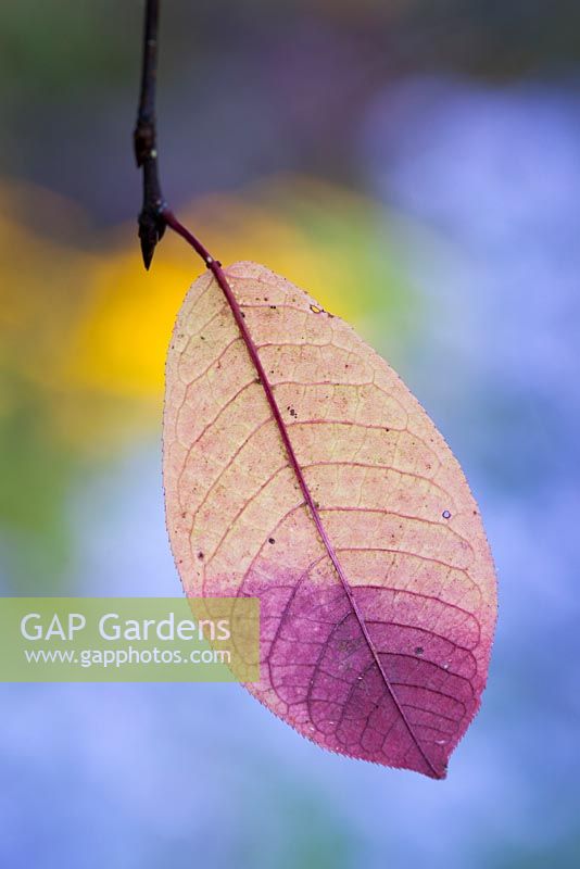 Feuille de Prunus padus 'Colorata' en couleur d'automne. Pucerons sur la nervure médiane des feuilles