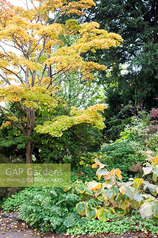 Acer japonicum 'Aureum' - Érable Golden Fullmoon et hosta en automne