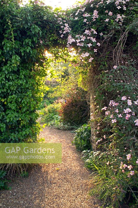 Clematis montana, Akebia quinata et Hedera poussant sur la passerelle vers le jardin clos - Denmans Garden, Chichester, West Sussex