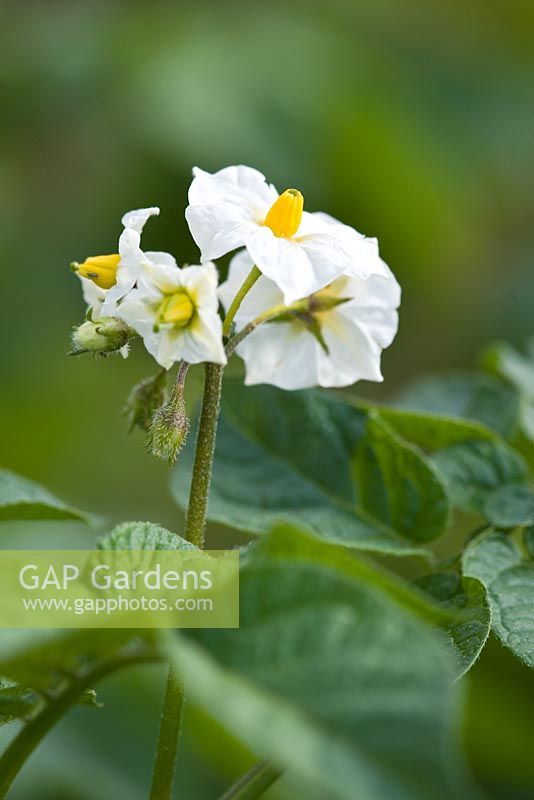 Solanum tuberosum - Fleur de pomme de terre nouvelle 'Epicure'