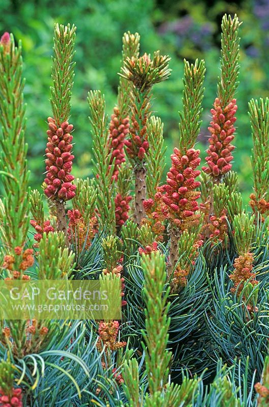 Pinus parviflora 'Bonnie Bergman' - Pin blanc du Japon, shwoing fleurs mâles