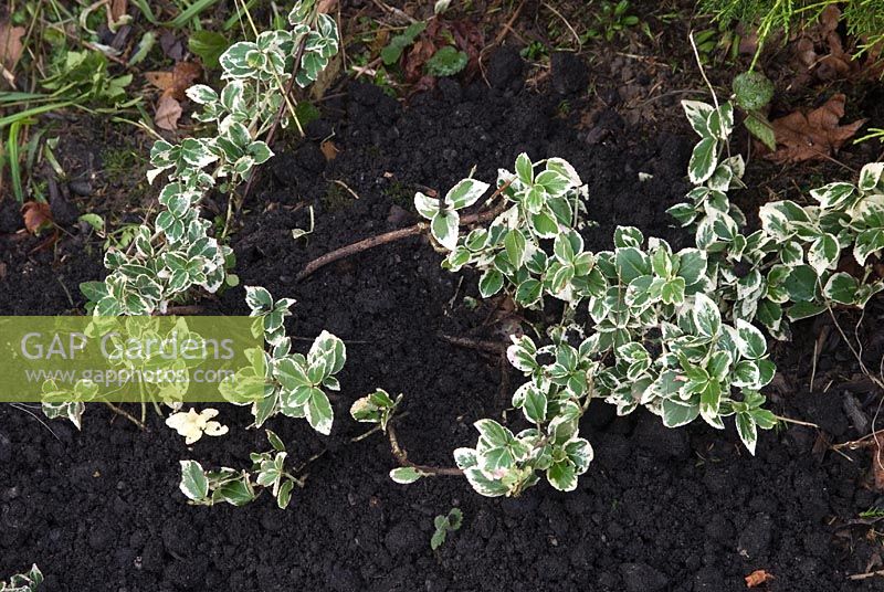 Euonymus - Retirez le feuillage persistant montrant des signes de réversion, puis nourrissez-le et paillez avec du compost
