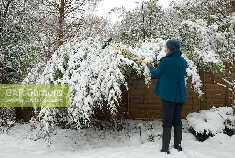 Enlever la couverture de neige alourdissant Phyllostachys niger (bambou noir)