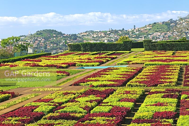 Jardim Botanico Gardens - Jardin botanique, Funchal, Madère - Parterres d'Iresina herbstii Acuminata et Aurro reticulata