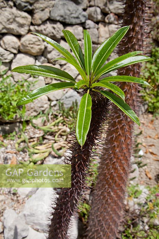 Pachypodium lamerei - palmier de Madagascar à Hanbury Gardens, Italie