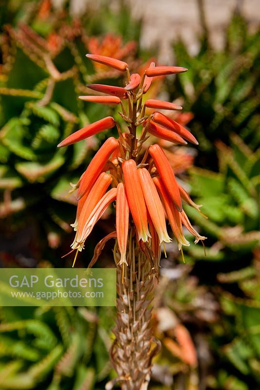 Aloe mitriformis, Hanbury Gardens, Italie