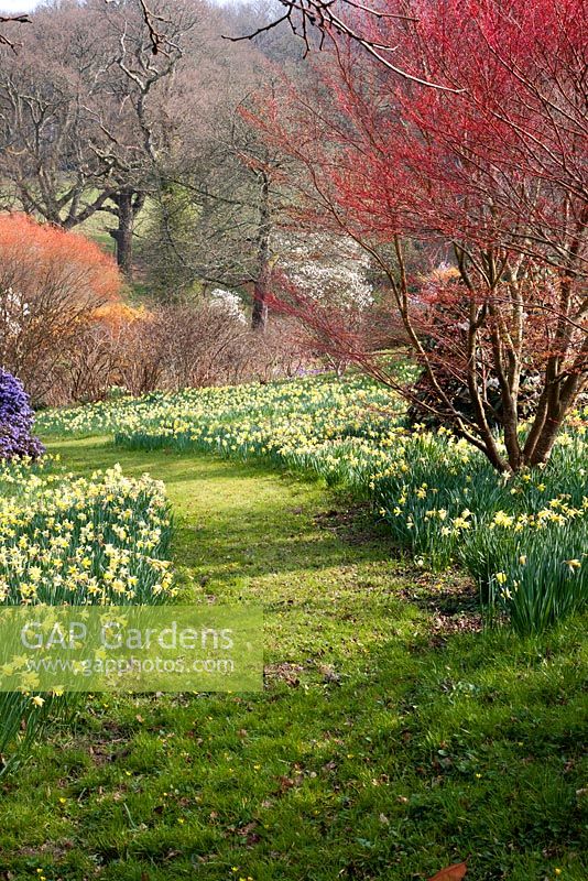 Parcours à travers la couleur du printemps, y compris Narcisse - Sherwood Garden, Devon