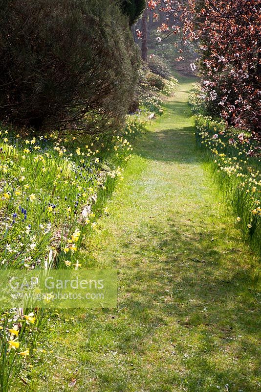 Parcours à travers le Narcisse natuarlisé - Sherwood Garden, Devon