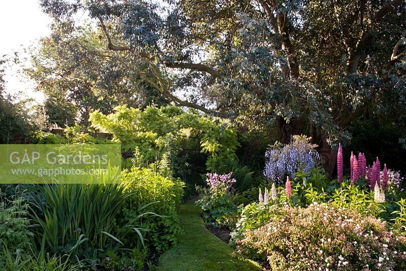 Parterres de fleurs d'été dont Eucalyptus 'Perriniana' - Spinning Gum, Wisteria, Lupinus, Crocosmia - Bexon Manor, NGS